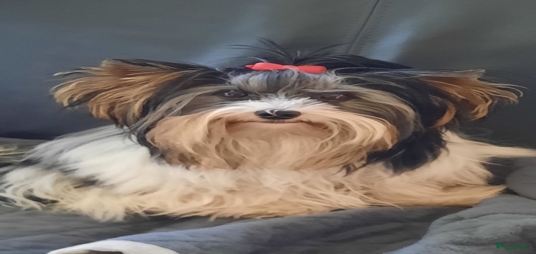 Galerij afbeelding {{count}}