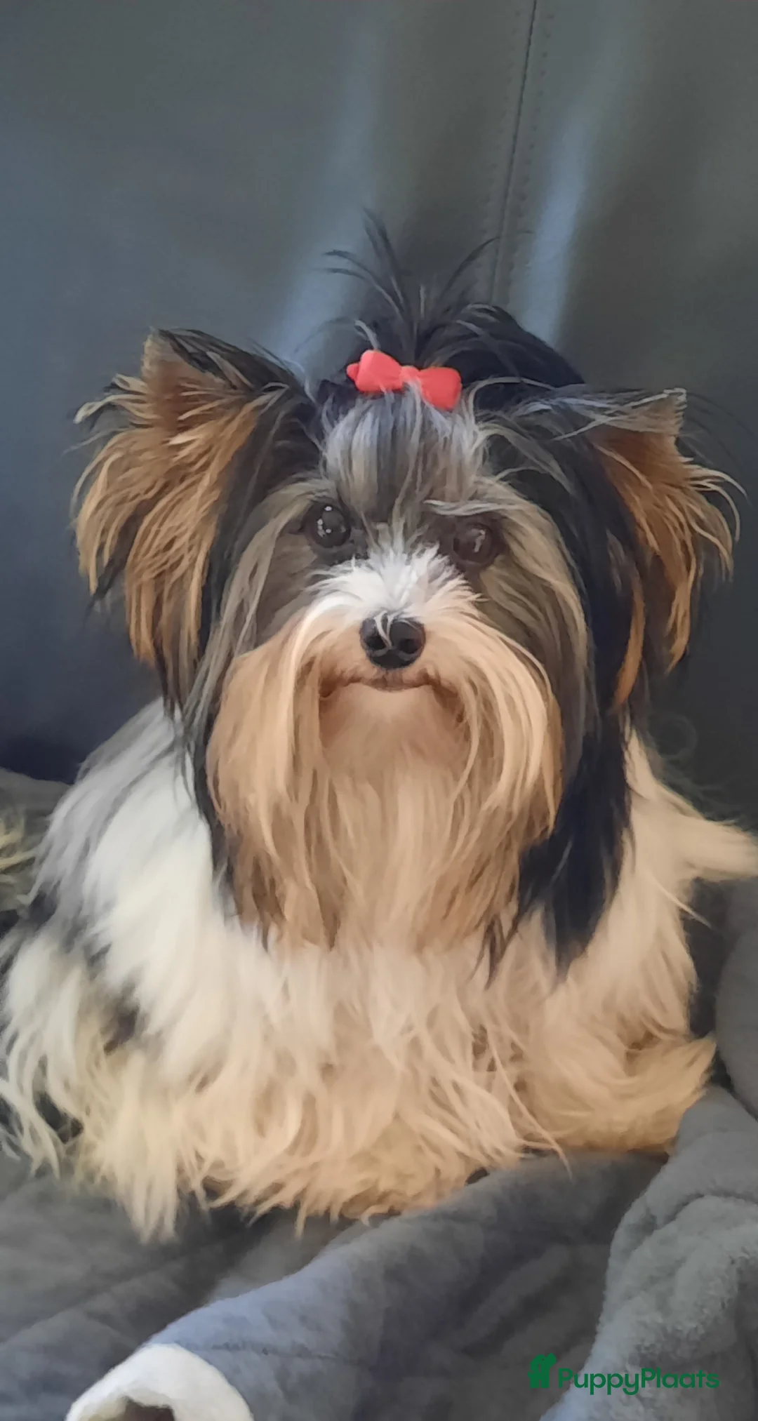 Galerij afbeelding {{count}}