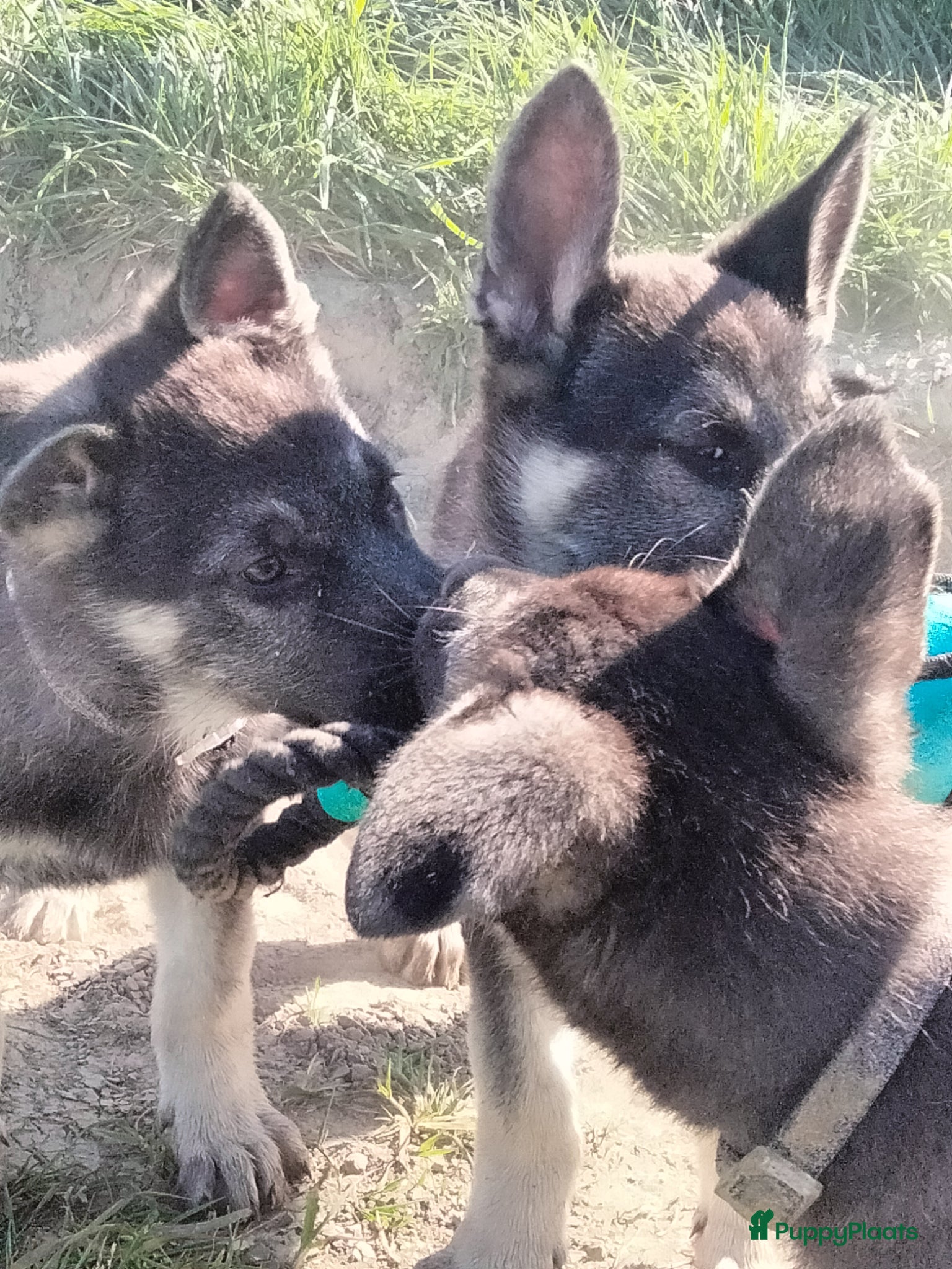 Duitse Herder honden Oost Europese herder pups (VEO) - Advertentie 9