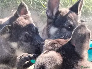 Duitse Herder honden Oost Europese herder pups (VEO) - Advertentie 9