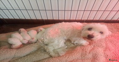 Kruising honden - Advertentie 6