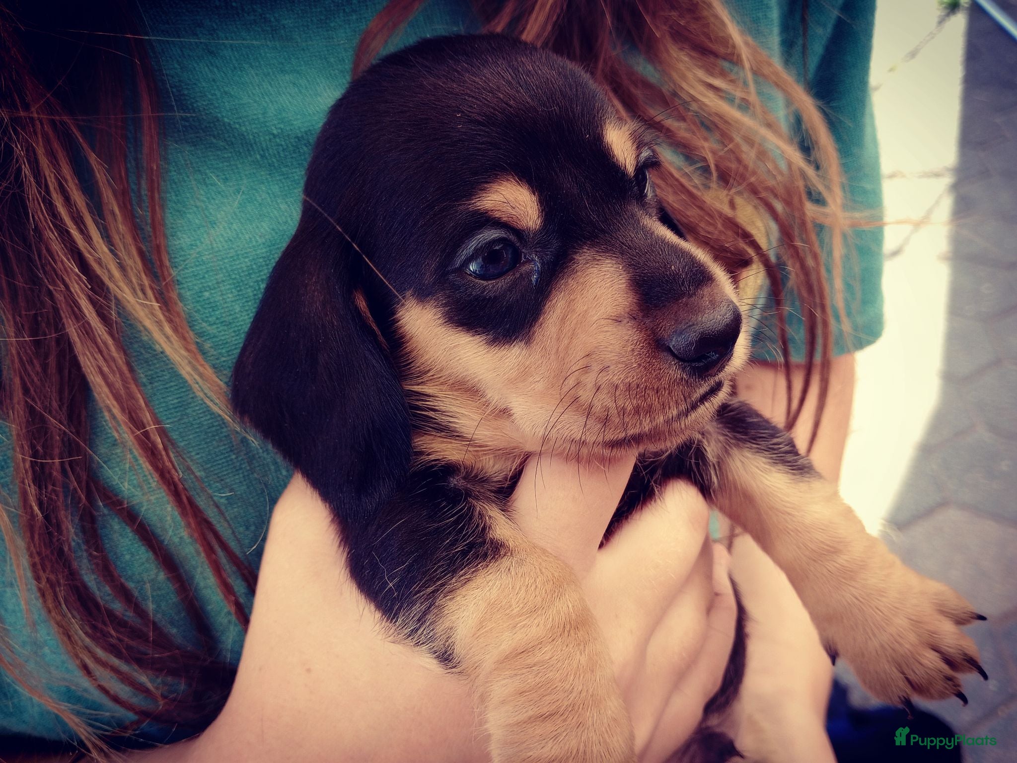 Kruising honden Laatste twee Black and Tan's  - Advertentie 1