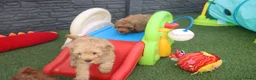 Kruising honden te koop: Prachtig mini Australian labradoodle pupjes - Advertentie 23
