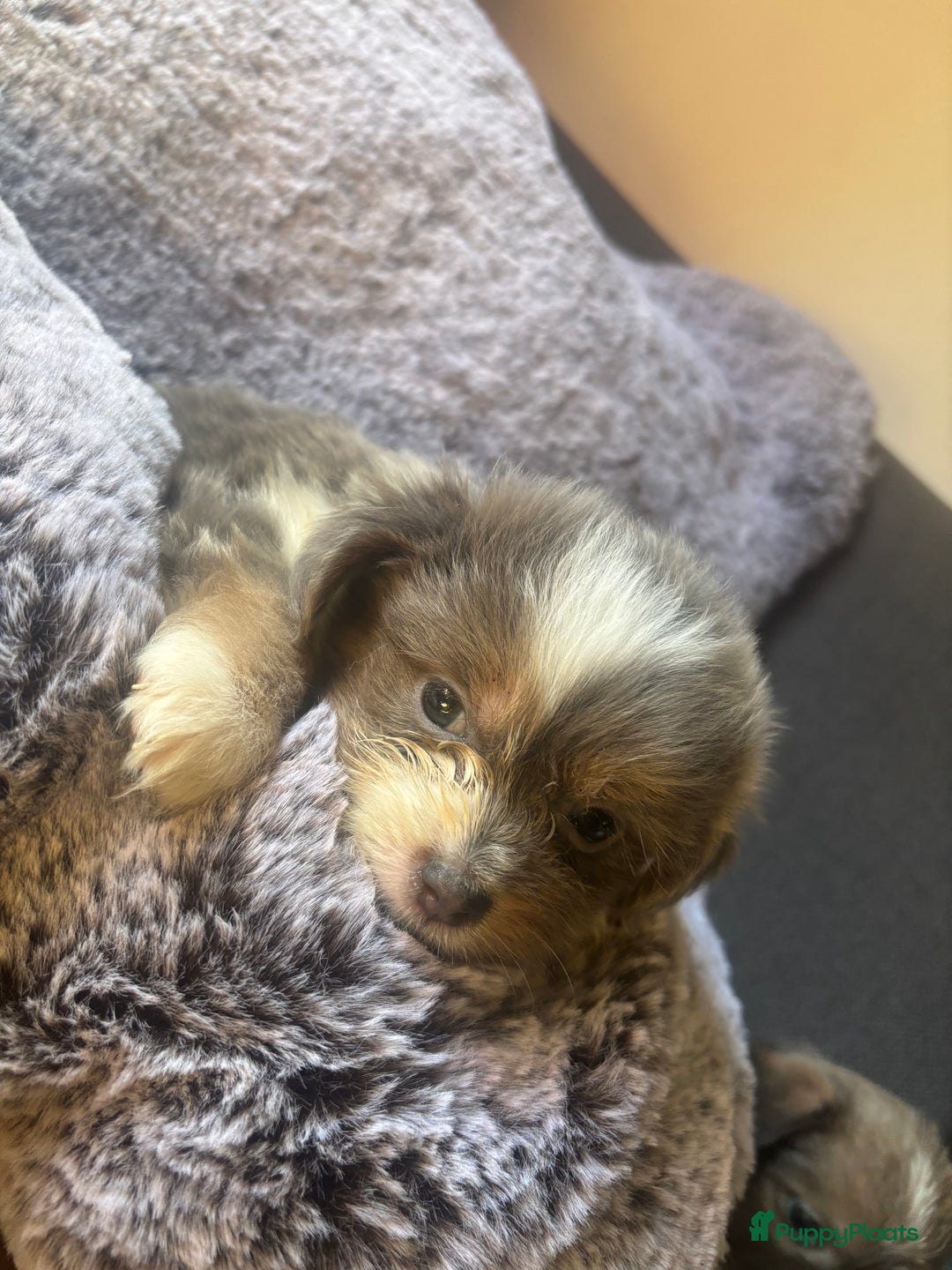 Boomer honden te koop: Super mooie klein blijvende boomer pups - Afbeelding 6