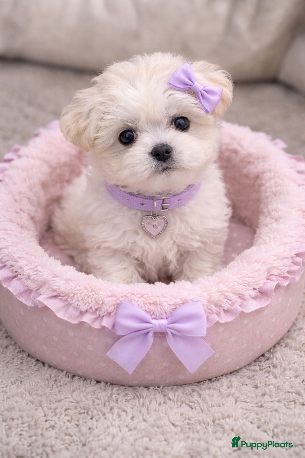 Maltezer honden Mini malzeter  - Advertentie 1