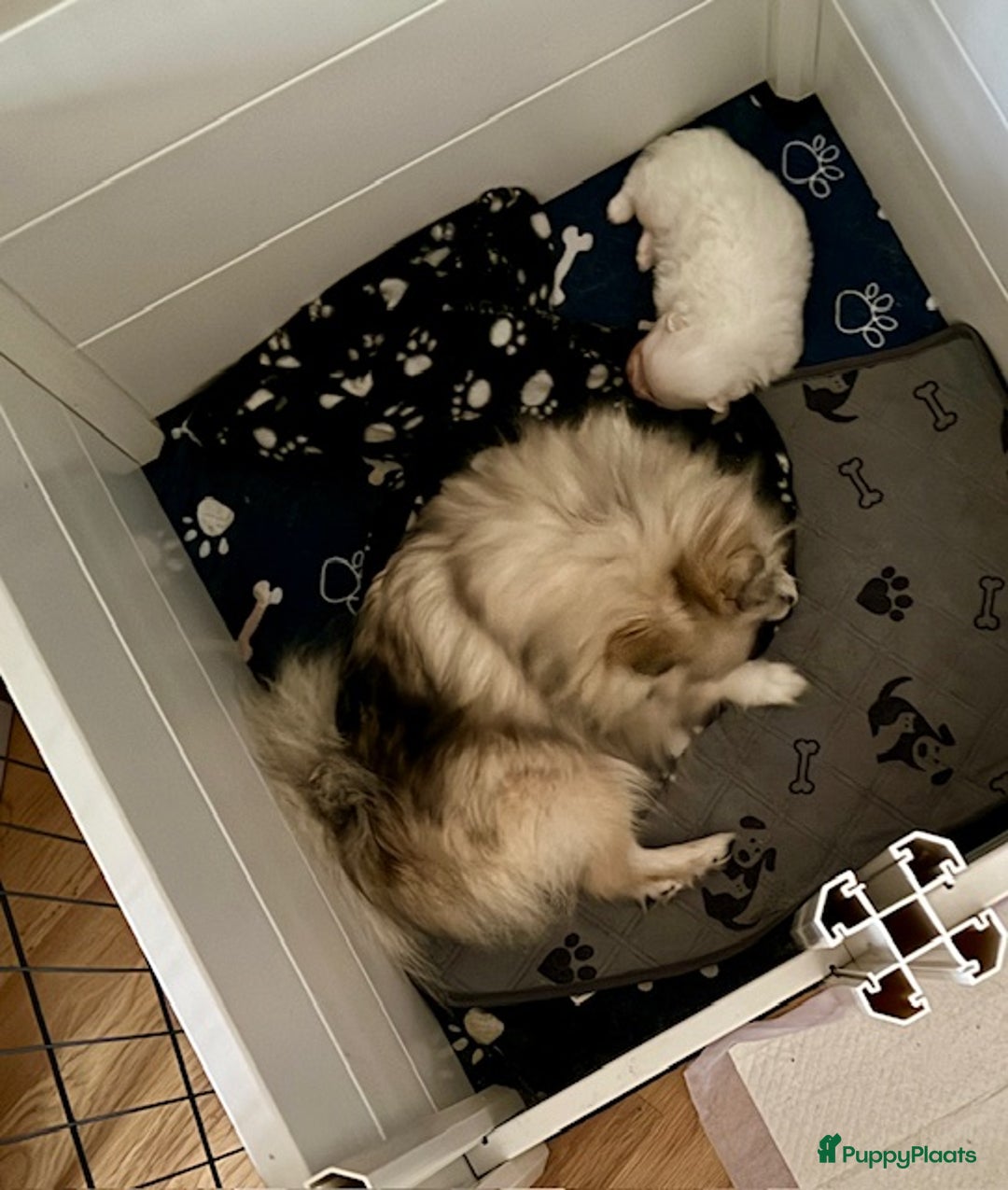 Pomeriaan honden te koop: Prachtig wit pomeriaan pupje, reu  - Advertentie 2