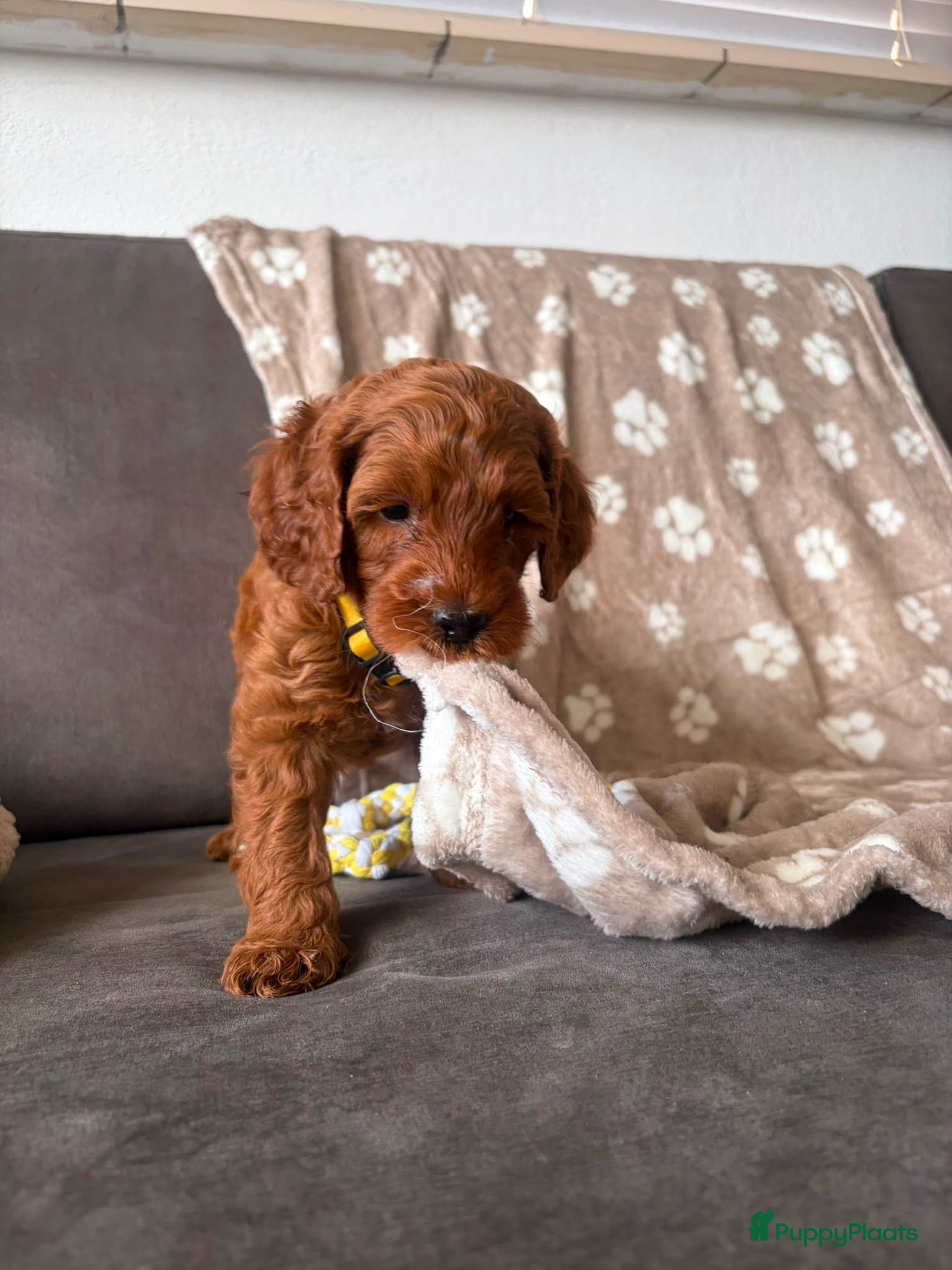 Australian Labradoodle honden Prachtige Australian labradoodle pups  - Advertentie 1