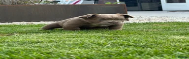 Franse Bulldog 3