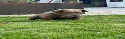 Franse Bulldog honden te koop: Fluffy Franse bulldog fluffy frenchie - Advertentie 8