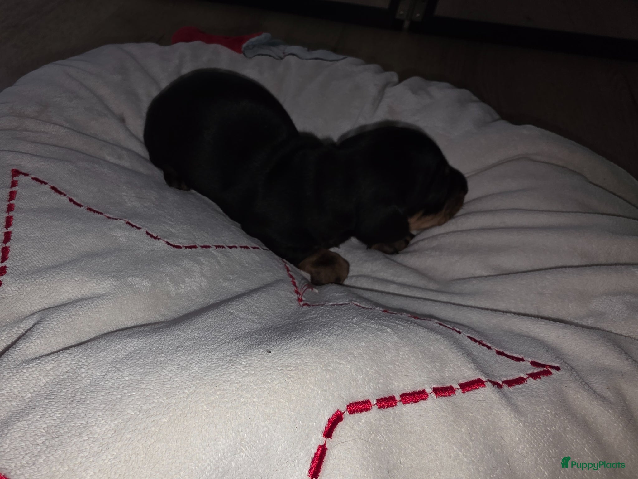 Teckel (korthaar)  honden te koop: ❤️ Prachtige, sociale, lieve dwergteckel pups ❤️ - Advertentie 21