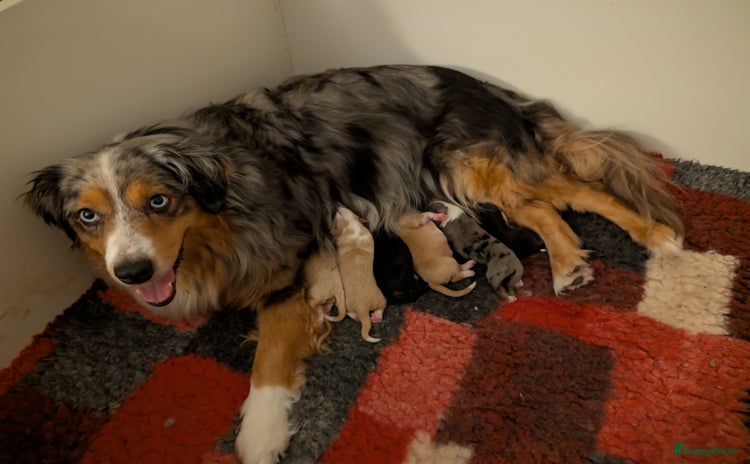 Australian Shepherd honden Miniature American sheppers pups /mini aussi - Advertentie 2