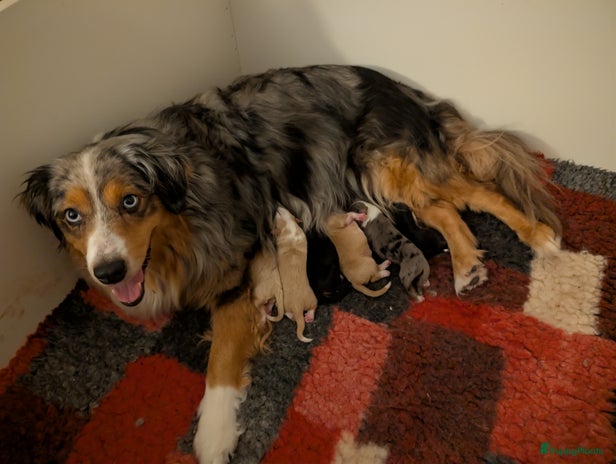 Australian Shepherd honden Miniature American sheppers pups /mini aussi - Advertentie 2