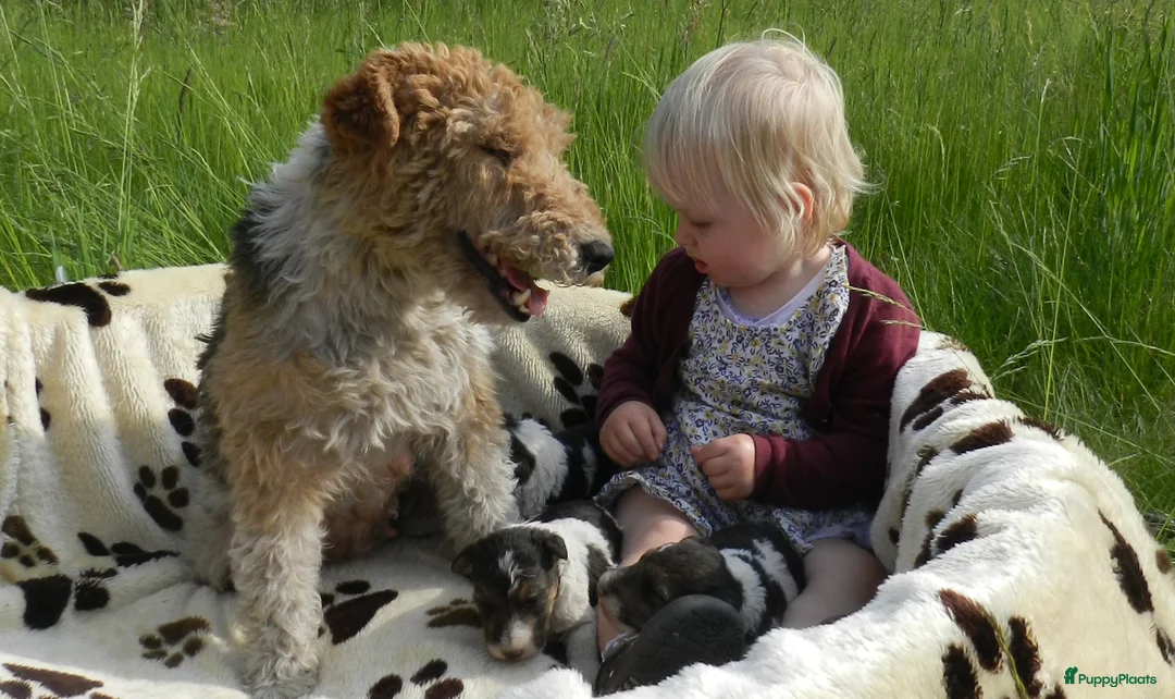 Fox Terriër Draadhaar honden te koop: ruwharige fox terrier pups - Advertentie 3