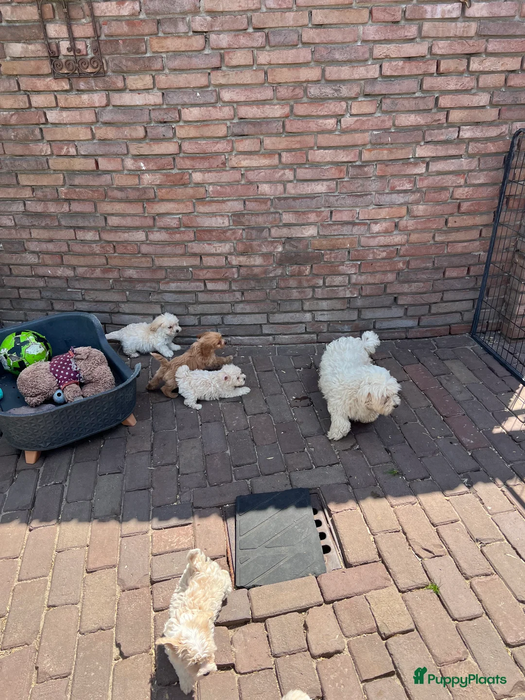 Maltipoo honden te koop: Maltipoo (Maltezer x Toy Poedel pups) - Advertentie 26