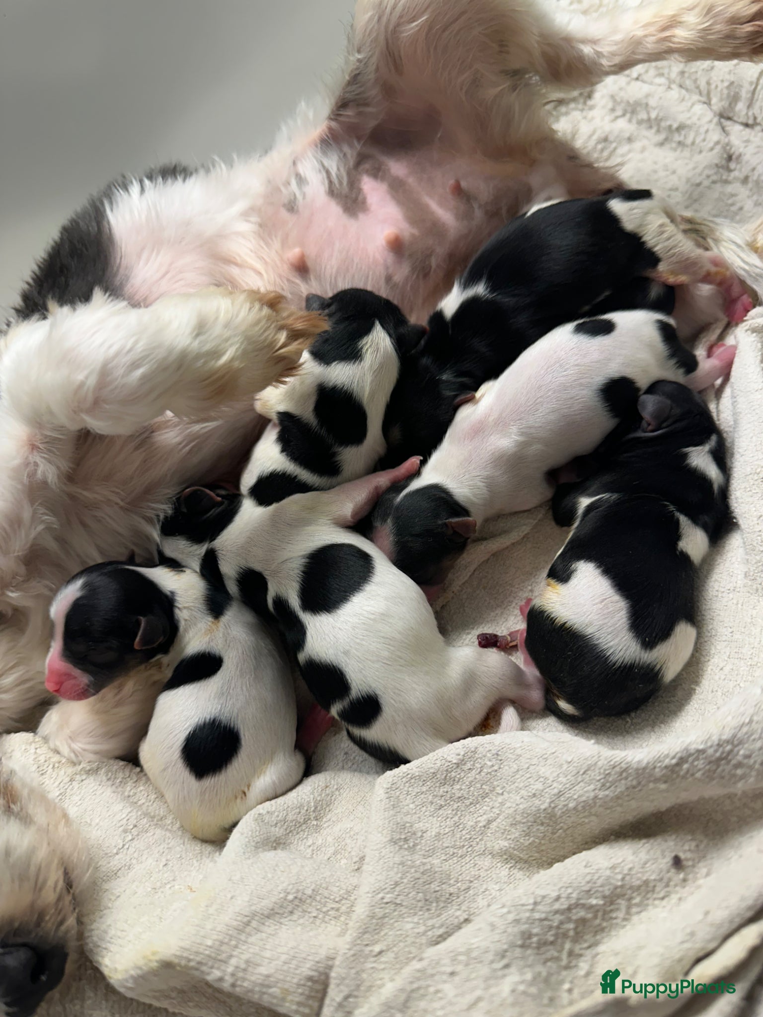 Yorkshire Terriër honden 7 Biewer pupjes ter reservering - Advertentie 1