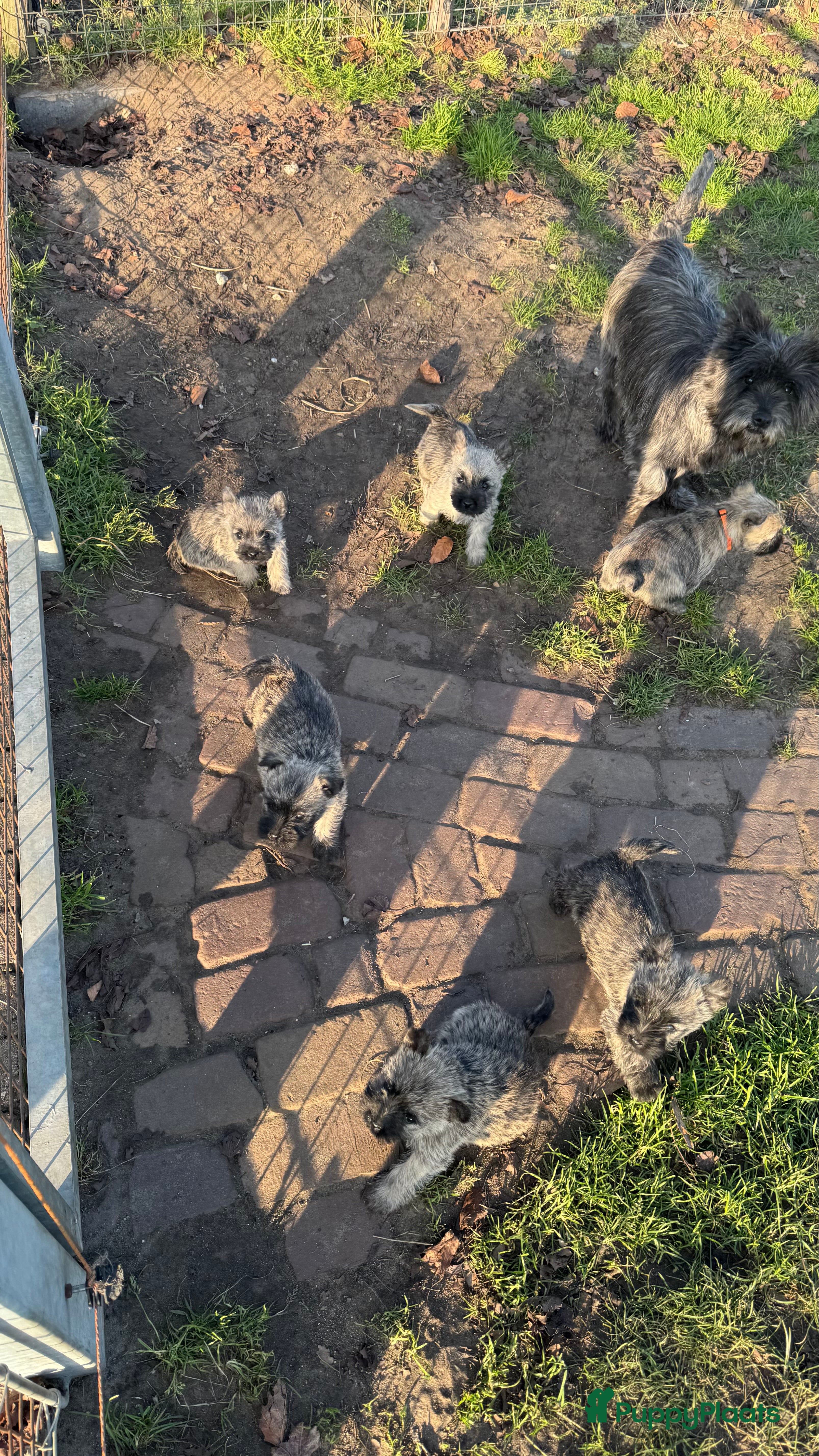 Cairn Terriër honden Nog 3 Cairn terrier ruetjes beschikbaar - Advertentie 1