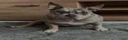 Amerikaanse Bully honden te koop: American Bully pocket pups verwacht  - Advertentie 22