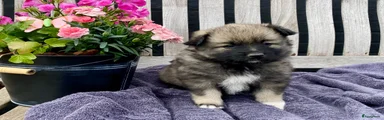 Keeshond Puppy 5