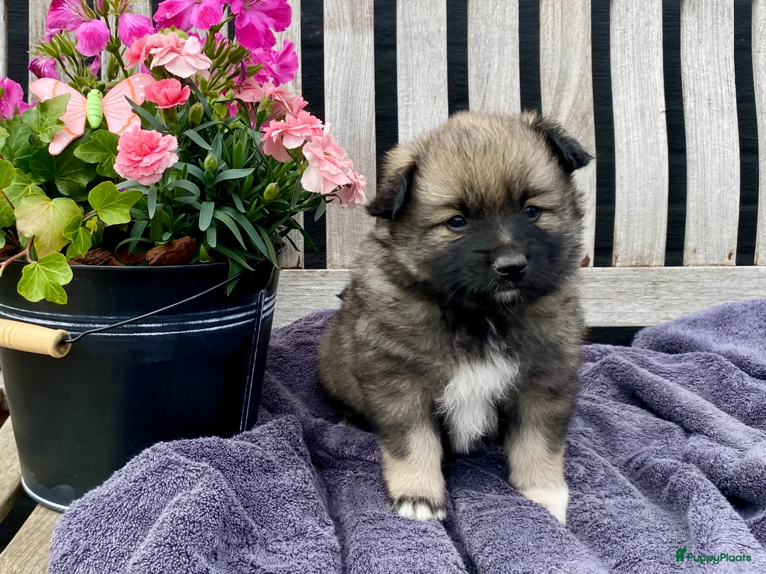 Keeshond honden te koop: Wolfsgrijze keeshond pups - Advertentie 2