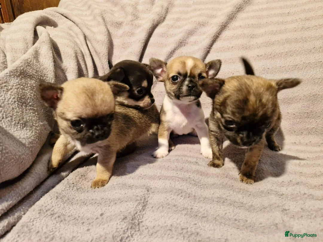 Chihuahua honden te koop: Knap wildkleur chihuahua teefje - Advertentie 13