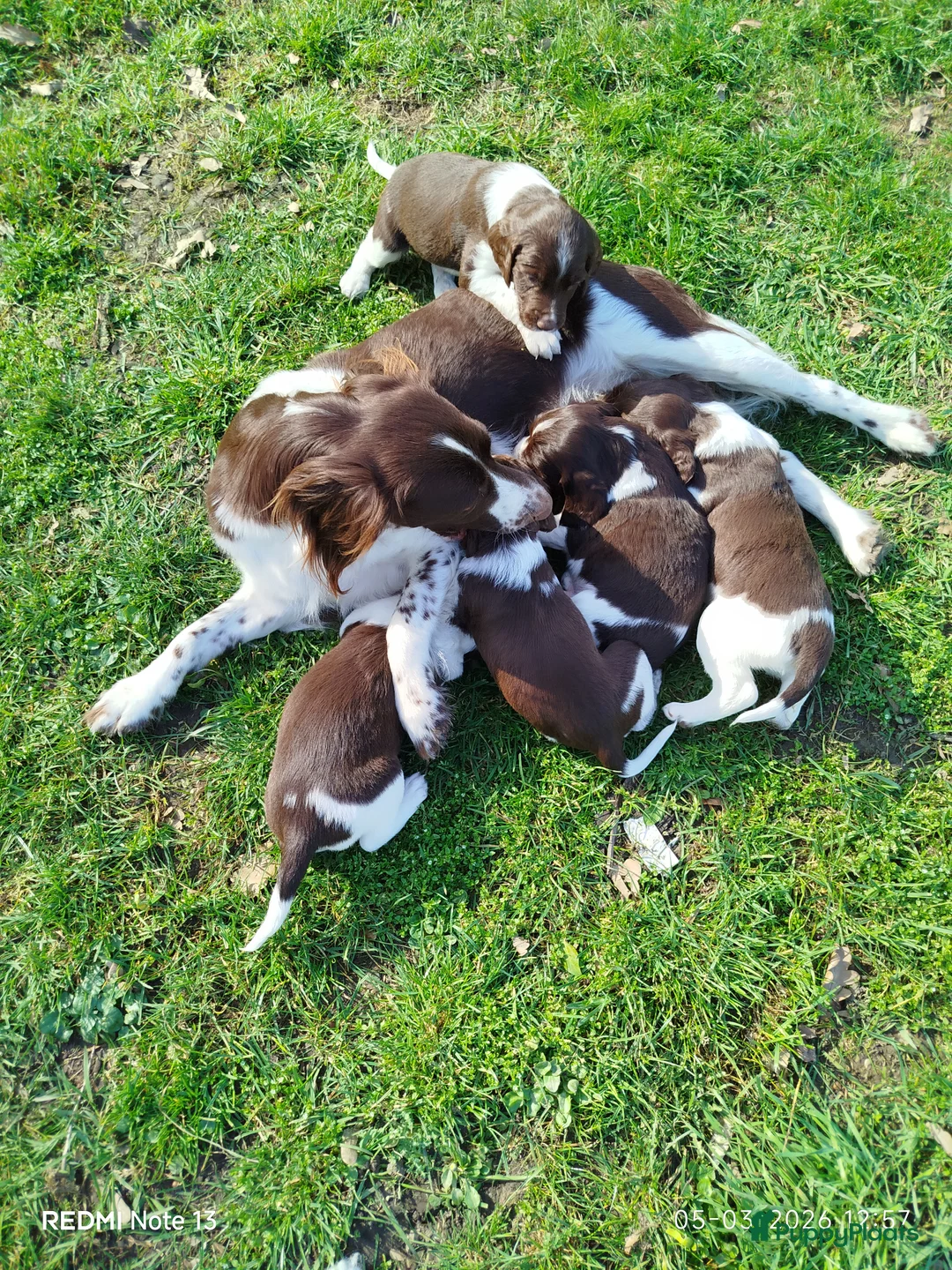 Heidewachtel honden te koop: Heidewachtel Pups - Advertentie 1