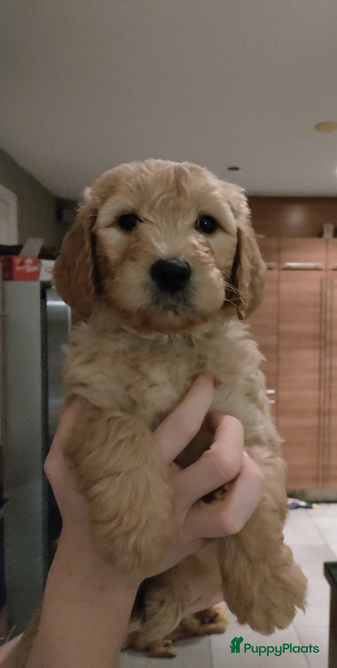 Goldendoodle honden te koop: Lieve Golden Doodle teefjes  - Advertentie 1