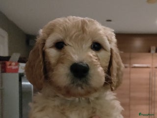 Goldendoodle honden Lieve Golden Doodle teefjes - Advertentie 2