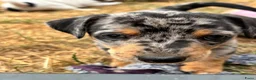 Jack Russel Terriër honden te koop: 5 lieve jack Russell puppy’s  - Advertentie 11