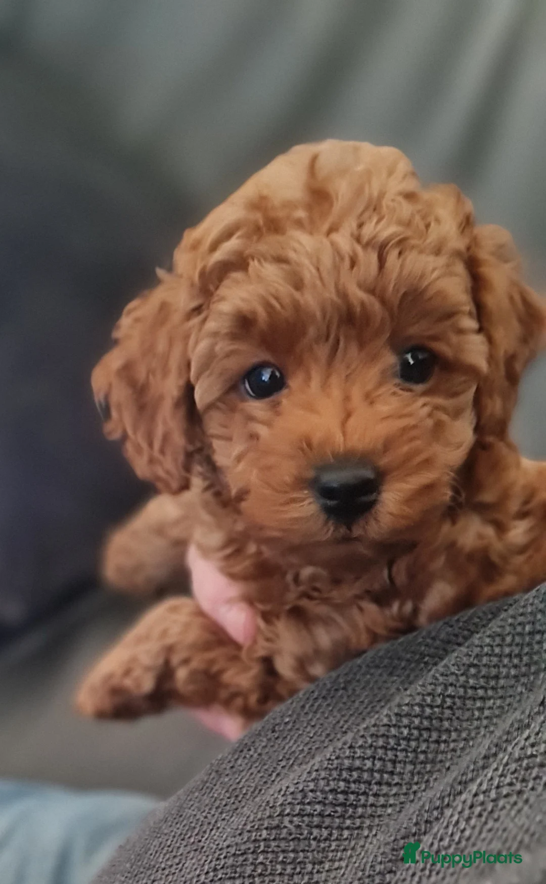 Dwergpoedel honden te koop: Dwergpoedel reutje - Advertentie 2