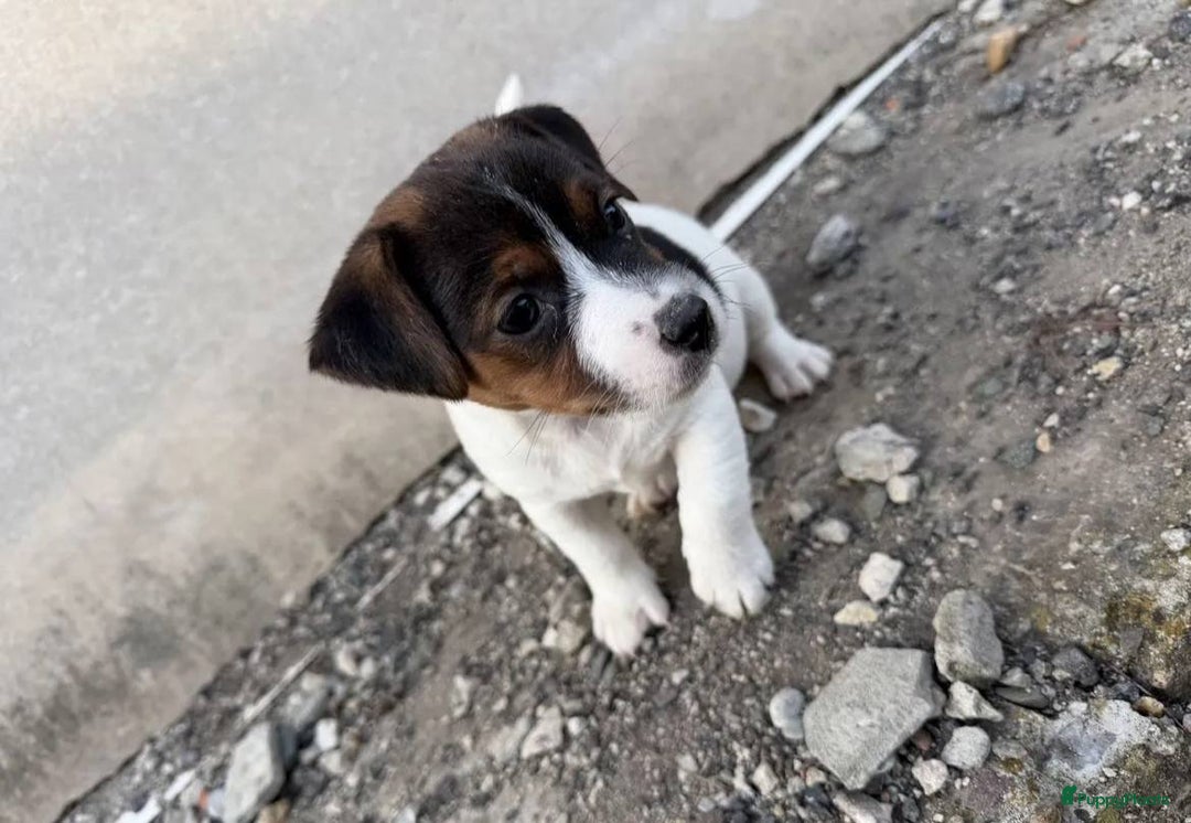 Jack Russel Terriër honden te koop: Jack Russell pups - Advertentie 3