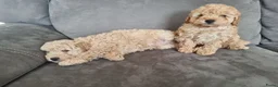 Maltipoo honden te koop: Prachtige, gesocialiseerde Maltipoo x poedel pups - Advertentie 3