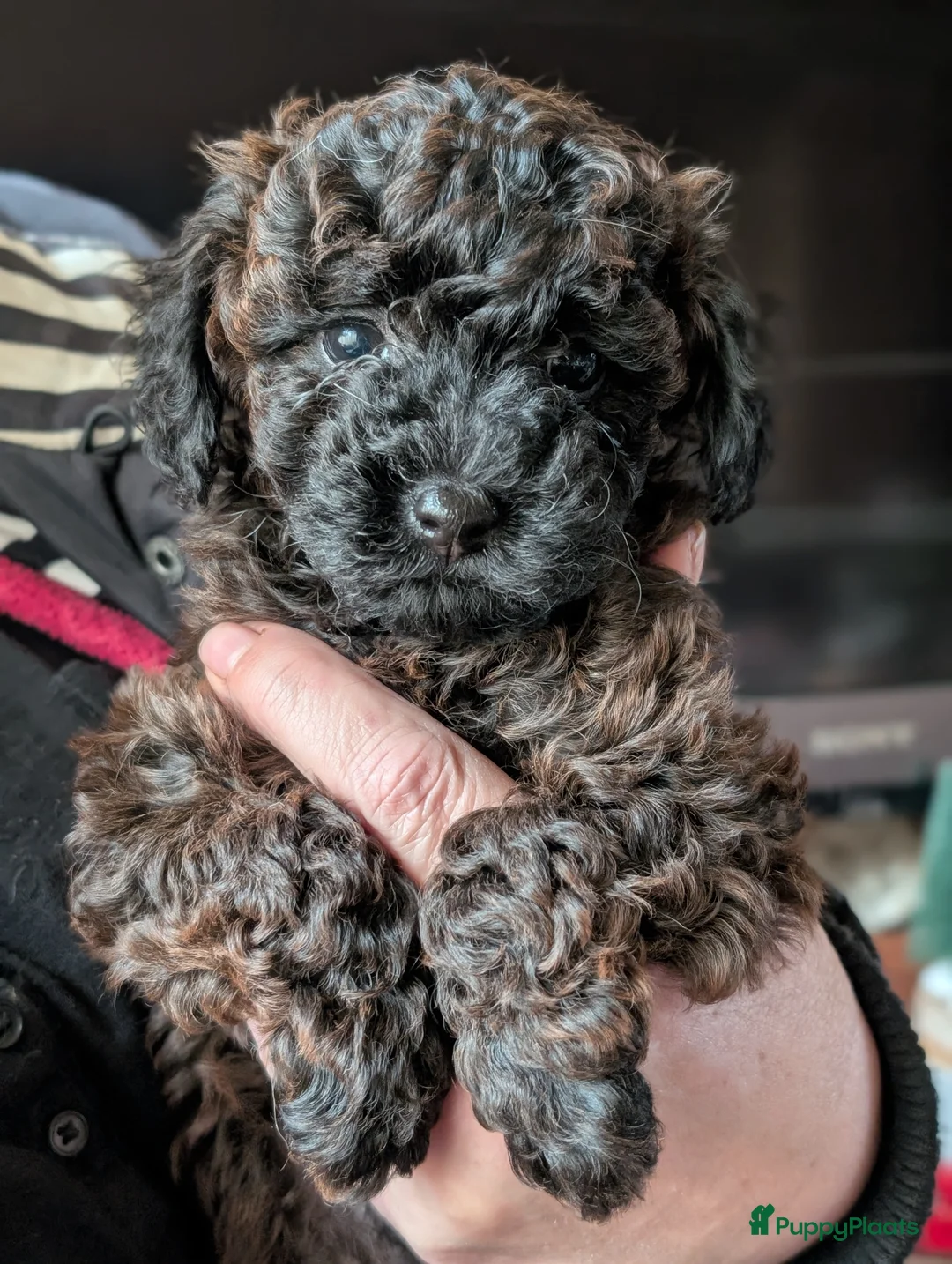 Poedel Toy honden te koop: Toypoedel puppies  - Advertentie 30