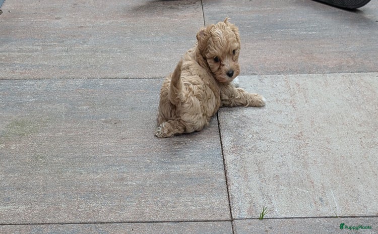 Maltipoo honden - Advertentie 5