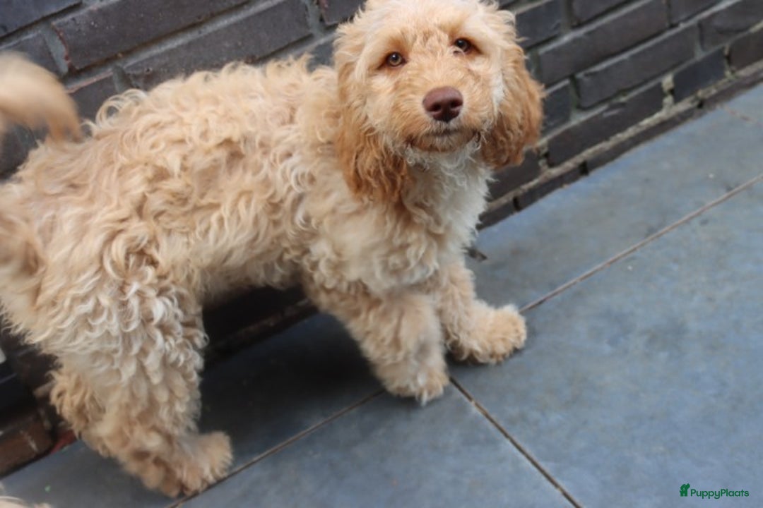 Labradoodle honden te koop: LABRADOODLE TEEFJE - Afbeelding 2
