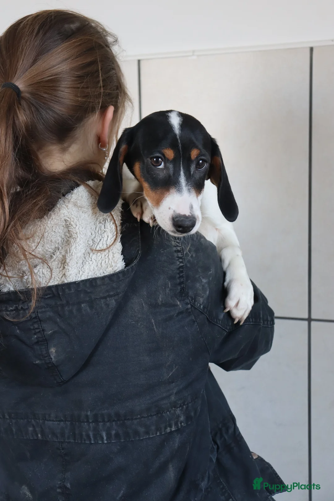 Jack Russel Terriër honden te koop: Zeer lieve en mooie jack russels te koop - Advertentie 21