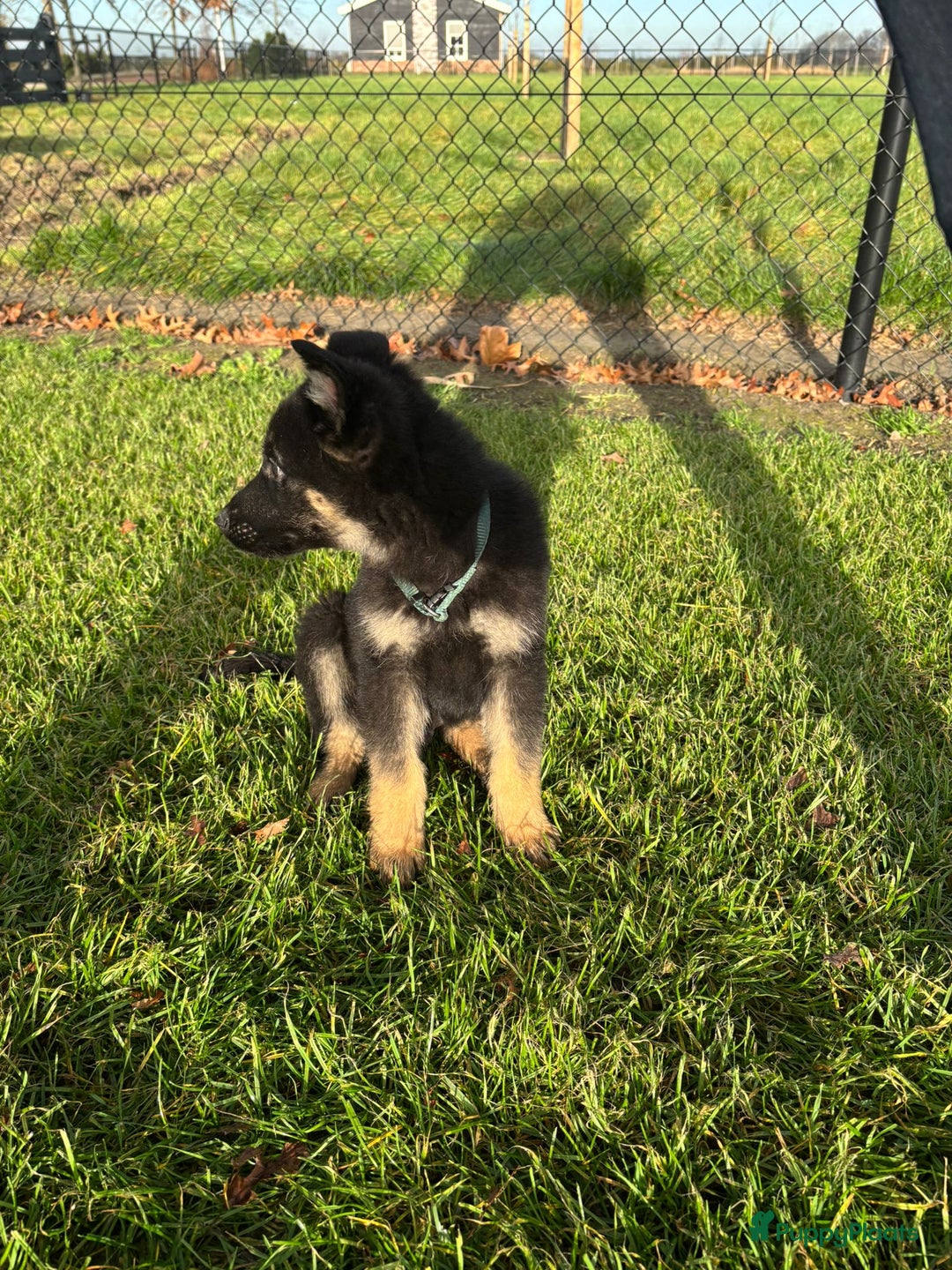 Duitse Herder honden te koop: Duitse herder pups -10 WK- nog 1 pup beschikbaar! - Advertentie 37