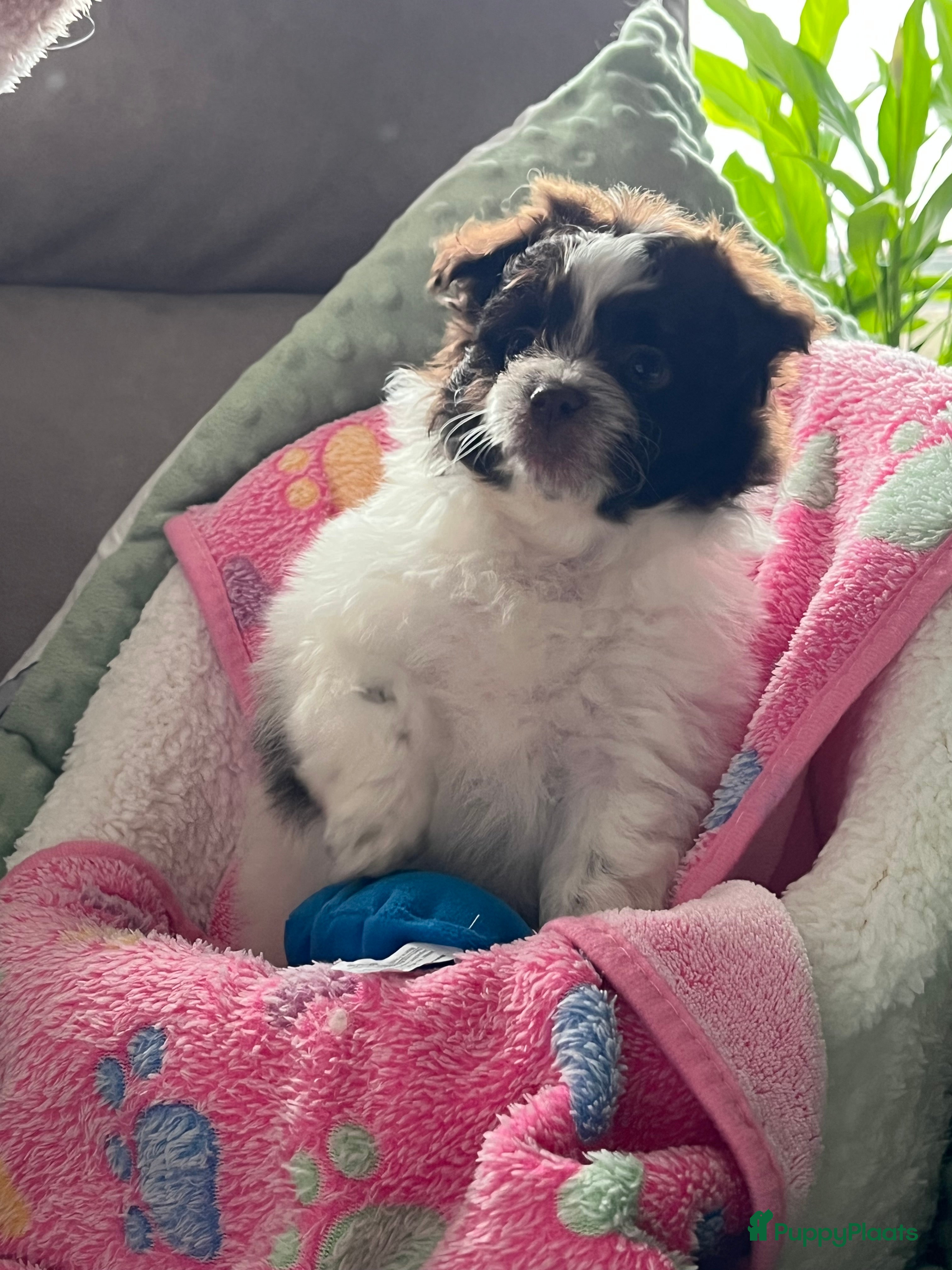 Maltipom honden Maltipoms  - Advertentie 3