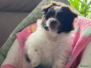 Maltipom honden Maltipoms - Advertentie 3