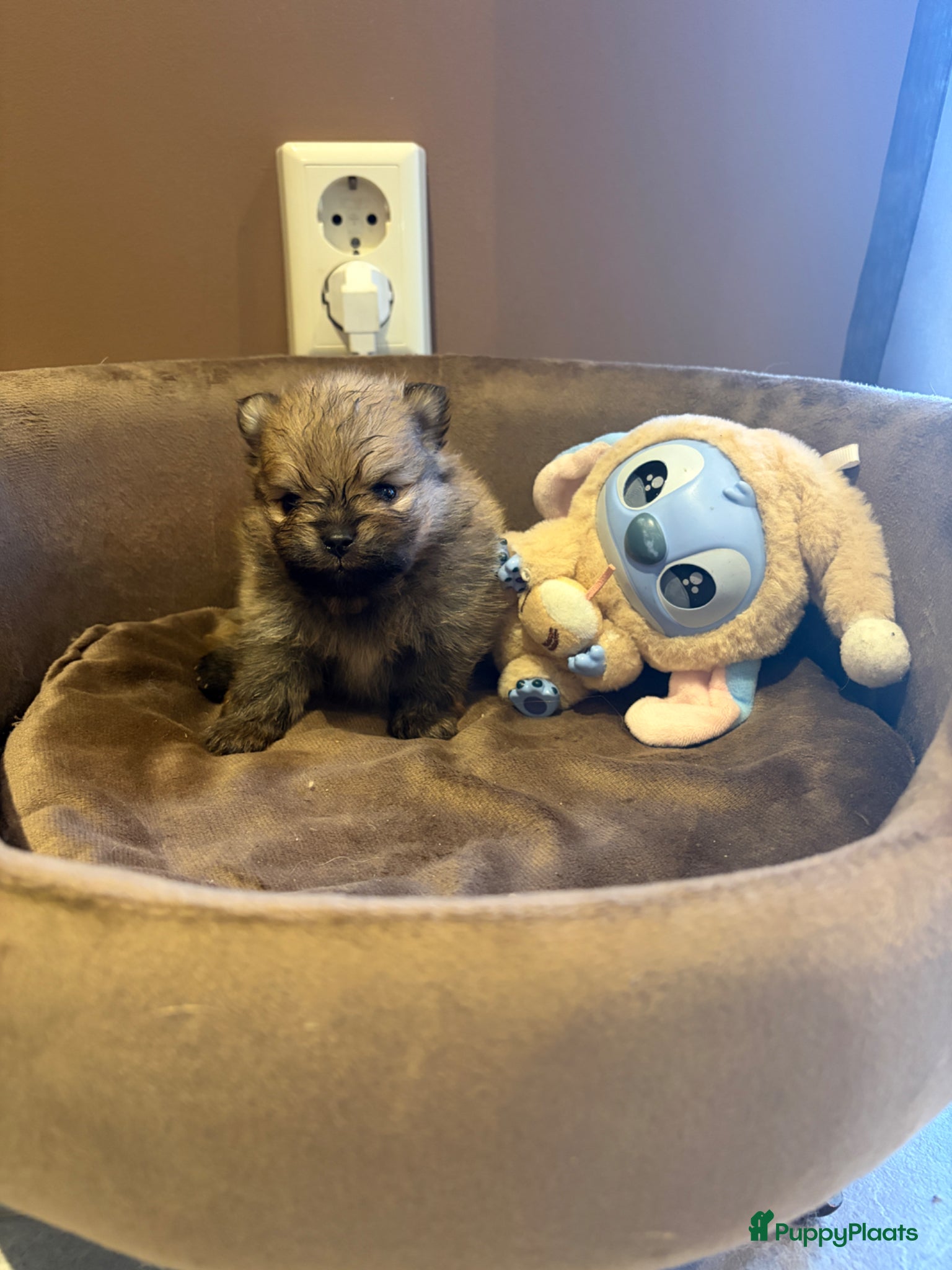 Pomeriaan honden te koop: Pomeranian pups  in Zwolle - Advertentie 7