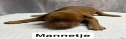 Goldendoodle honden te koop: Goldendoodles F1B - Advertentie 14