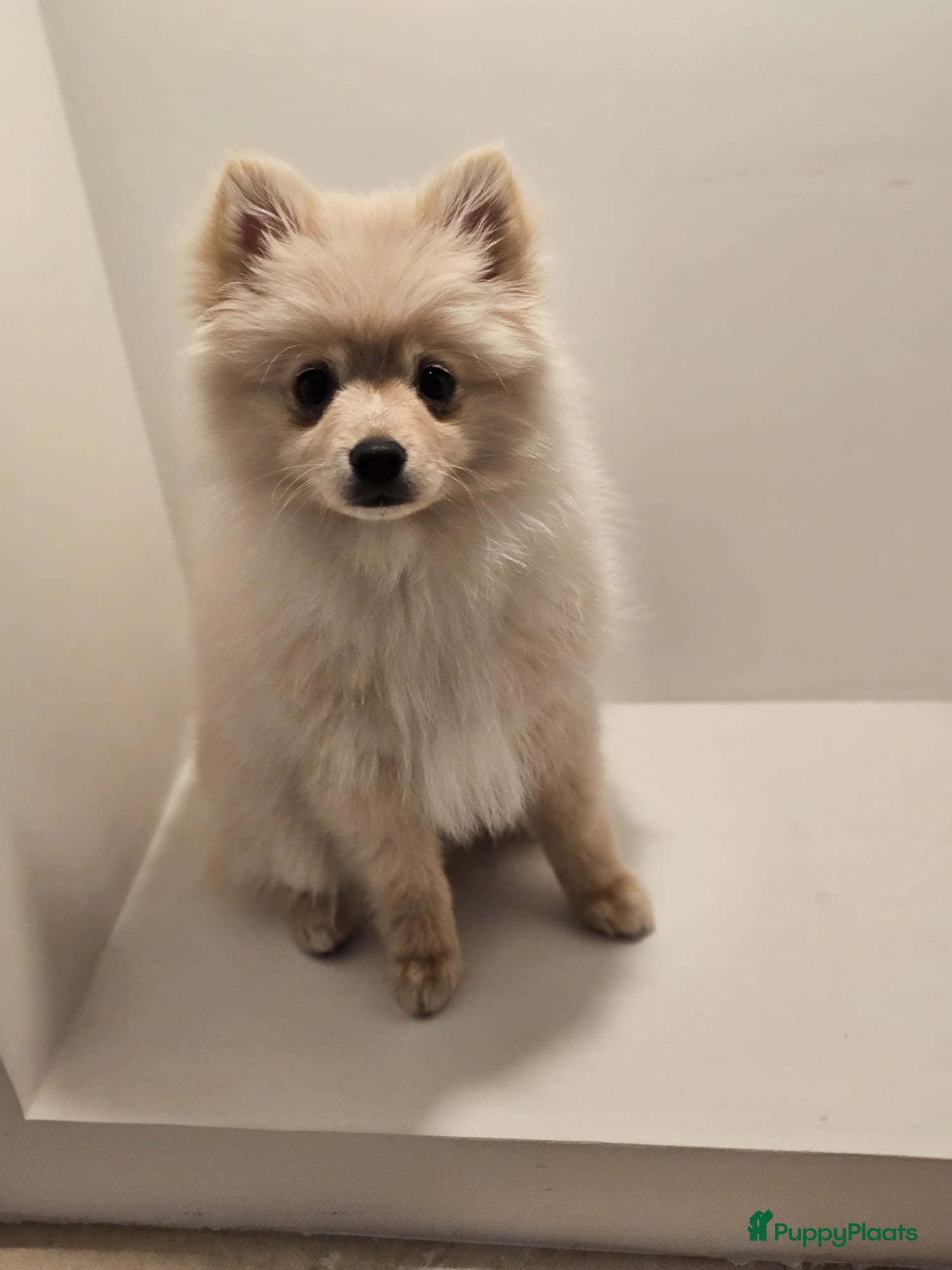 Pomeriaan honden Pomeriaan pup teefje Creme Sable  - Advertentie 1