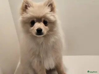 Pomeriaan honden Pomeriaan pup teefje Creme Sable - Advertentie 1