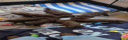 Kruising honden te koop: Labradoodle X Aussiedoodle  - Advertentie 7