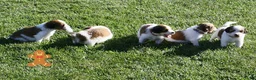 Kooikerhondje honden te koop: Schitterende kooikerpups - Advertentie 10