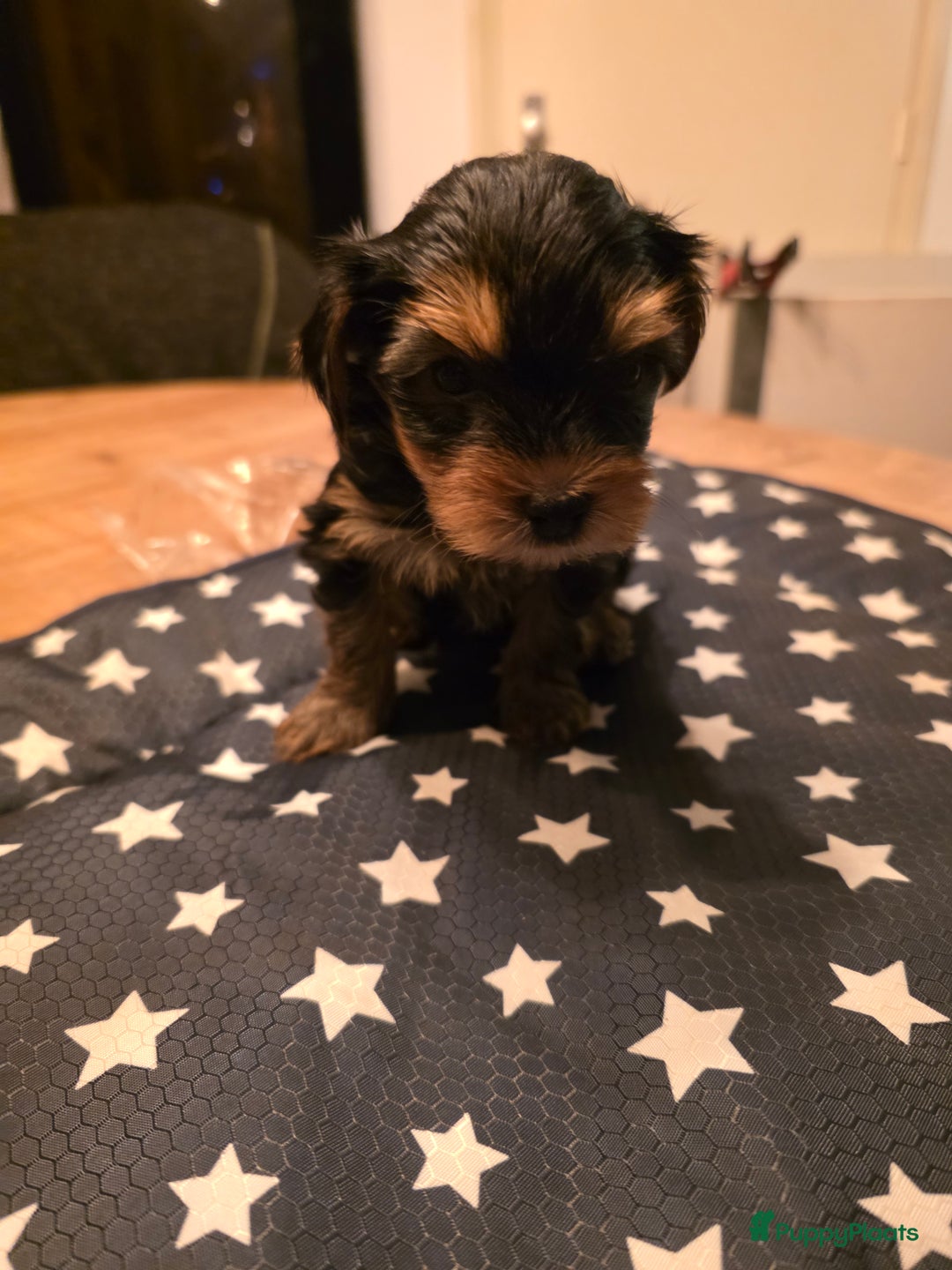 Yorkshire Terriër honden te koop: Yorkshire terrier pups  - Advertentie 1