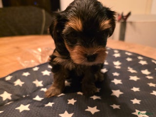 Yorkshire Terriër honden Yorkshire terrier pups - Advertentie 2