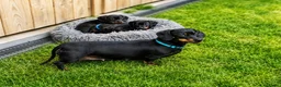 Teckel (korthaar)  honden te koop: Ras zuivere dwerg teckel pups  - Advertentie 4