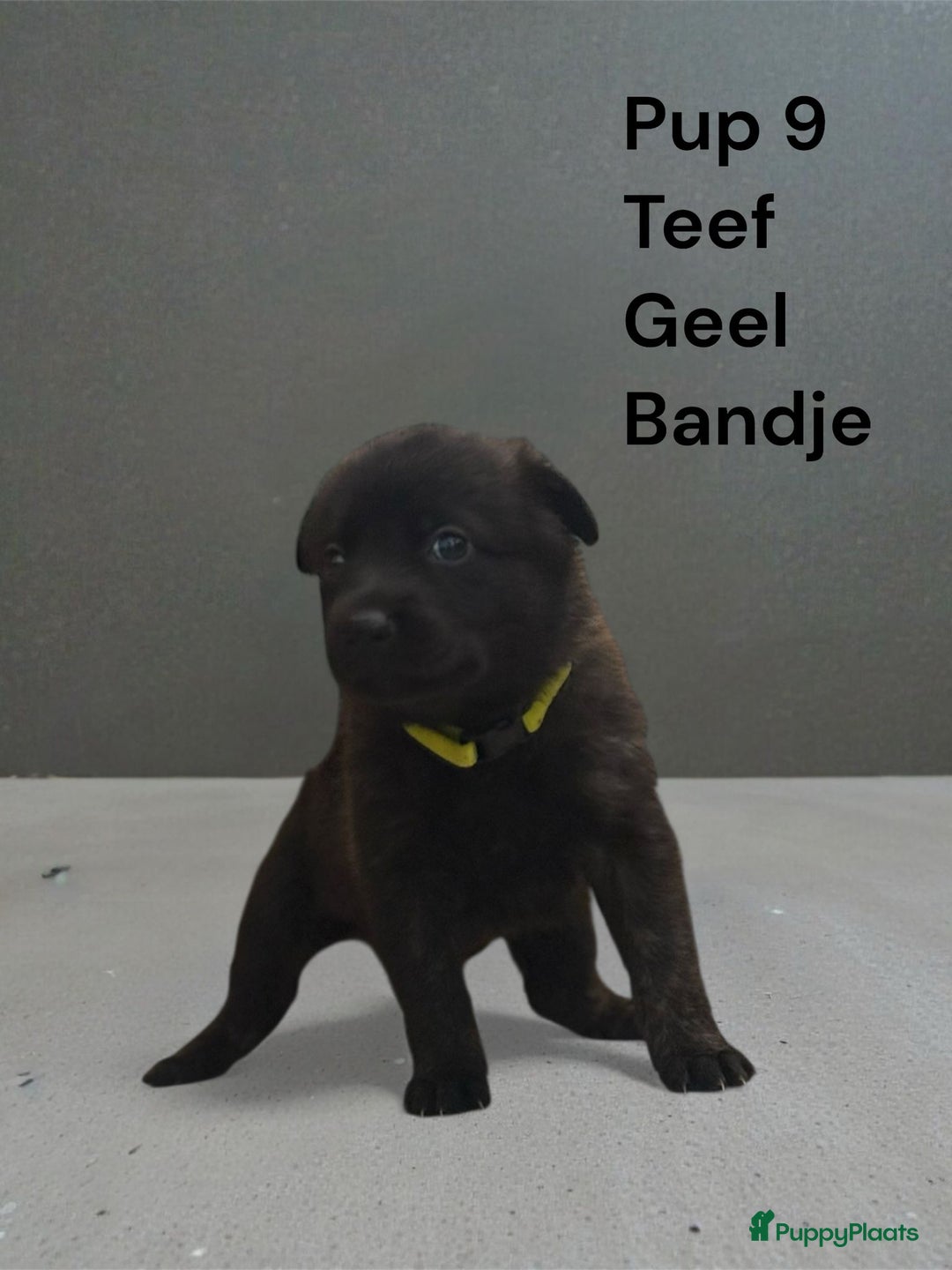 Kruising honden te koop: Kruising mechelse Hollandse herder x duitse herder - Advertentie 7