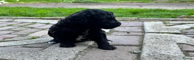 Ollie (niet beschikbaar)