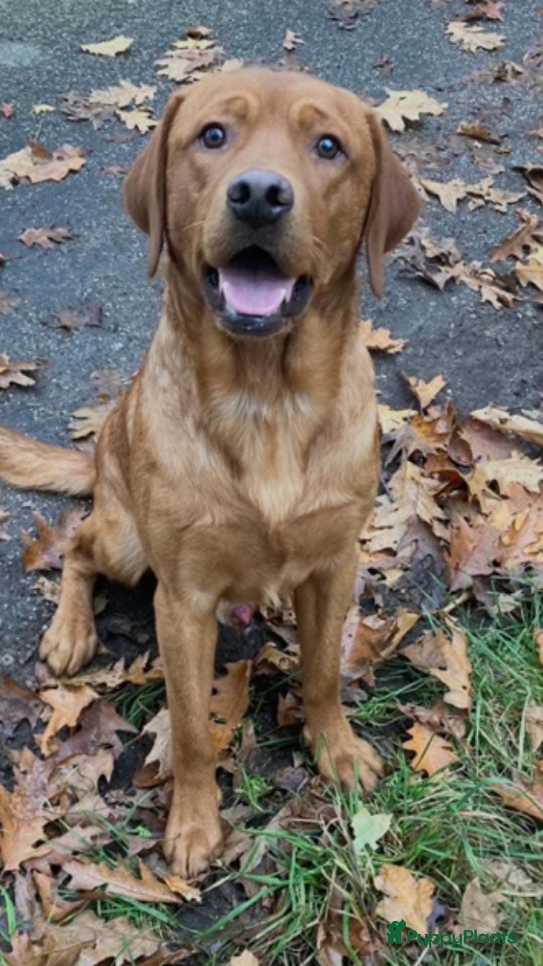 Labrador Retriever honden te koop: Redfox labradorpups  - Advertentie 13